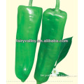 High Germination Rate Bell Pepper Seed For Sale-First 402